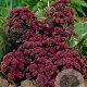 Sedum 'Möhrchen' GM P9