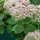 Sedum 'Mr Goodbud' GM P9