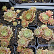Sempervivum 'Othello' GM P9