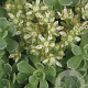 Sedum pachyclados GM P9
