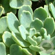 Sedum pachyclados GM P9