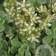 Sedum pachyclados GM P9