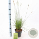 Sesleria autumnalis 25-30 cm 2,0L