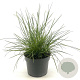 Sesleria autumnalis GM 2,0L