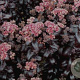 Sedum 'Postmans Pride' GM P9