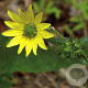 Silphium mohrii GM P9