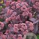 Sedum 'Purple Emperor' GM P9