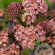 Sedum 'Purple Emperor' GM P9