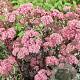 Sedum 'Purple Emperor' GM P9