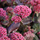 Sedum 'Purple Emperor' GM P9