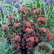 Sedum 'Purple Emperor' GM P9