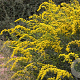 Solidago shortii 'Solar Cascade' GM P9