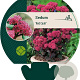 Sedum 'Red Cauli' GM P9