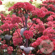 Sedum 'Red Cauli' GM P9