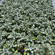Stachys byzantina 'Silver Carpet' GM 2,0L