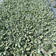 Stachys byzantina 'Silver Carpet' GM 2,0L