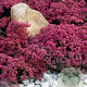 Sedum 'Robustum' GM P9