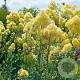 Thalictrum flavum 'Tukker Princess' GM P9