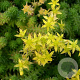 Sedum sexangulare GM P9
