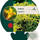 Sedum sexangulare GM P9