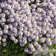 Thymus longicaulis GM P9
