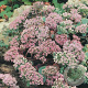 Sedum sieboldii GM P9