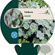 Sedum sieboldii GM P9