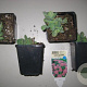 Sedum spectabile 'Brillant' GM P9