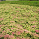 Sedum spectabile 'Brillant' GM P9