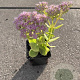 Sedum spectabile 'Brillant' GM P9