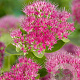 Sedum spectabile 'Brillant' GM P9