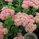 Sedum spectabile 'Brillant' GM P9