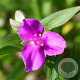Tradescantia (A) 'Karminglut' GM P9