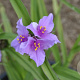 Tradescantia (A) 'Perinne' GM P9