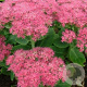 Sedum spectabile 'Carmen' GM P9