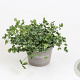 Trifolium repens Sweet Mike GM P9