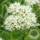 Sedum spectabile 'Iceberg' GM P9