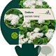 Sedum spectabile 'Iceberg' GM P9