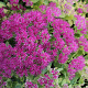 Sedum spectabile 'Meteor' GM P9