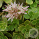 Sedum spurium GM P9