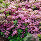 Sedum spurium GM P9