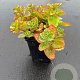Sedum spurium GM P9
