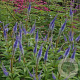 Veronicastrum sibiricum 'Okamoto' GM P9
