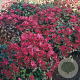 Sedum spurium 'Fuldaglut' GM P9