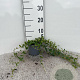 Vinca minor 25-30 cm C1.3