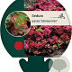 Sedum spurium 'Schorbuser Blut' GM P9