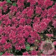 Sedum spurium 'Schorbuser Blut' GM P9