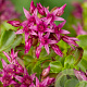 Sedum spurium 'Schorbuser Blut' GM P9