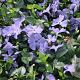 Vinca minor 'Josefine' GM P9