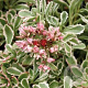 Sedum spurium 'Variegatum' GM P9